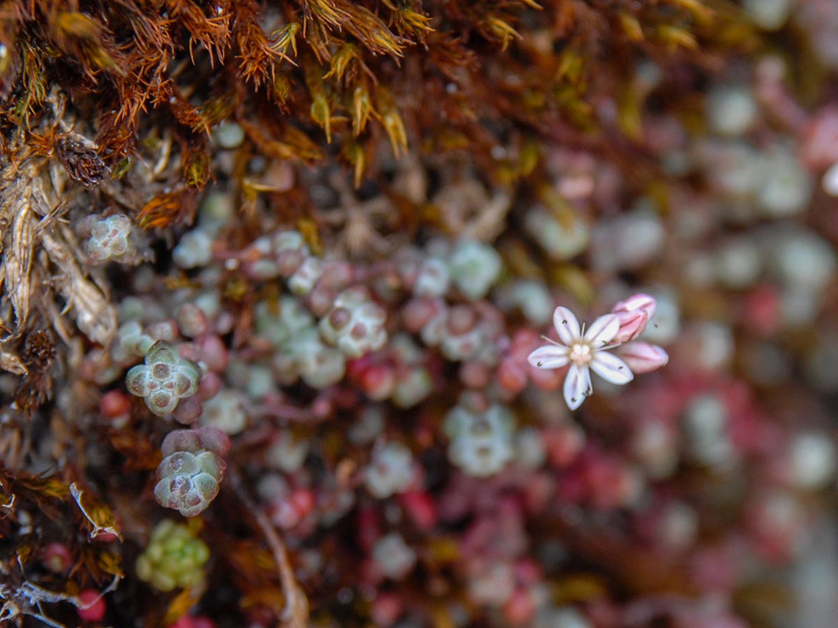 Sedum brevifolium